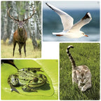 Fotobox – Tiergeräusche und Bilderbuch